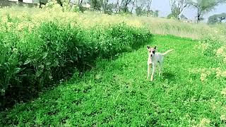 Baby Girl Is Being Raised By Six German Shepherds | The Dodos, TOZ