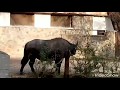 Cape Buffalo African Buffalo At Delhi Zoo