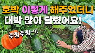 호박 이렇게 해주면 원하는대로 주렁주렁 수확할 수 있습니다. 호박재배 호박농사 호박순치기 - Pumpkin …