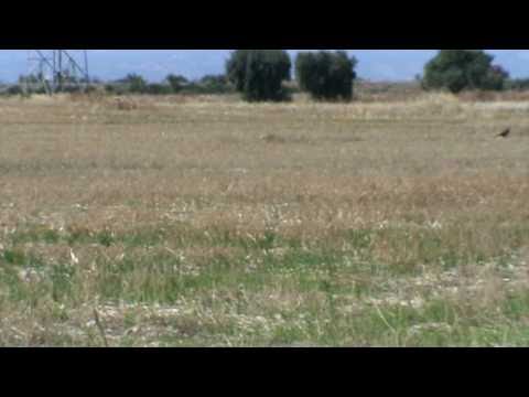 FAGGIANI CHE PSCOLANO