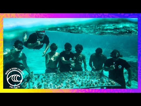 Support Local Coral Gardeners in French Polynesia