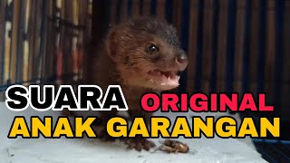 Download lagu SUARA ANAK GARANGAN MEMANGGIL INDUKNYA mp3