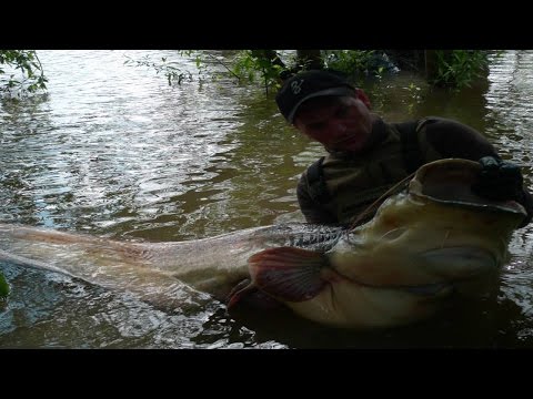 Big Silure au leurre II   Catfish to Spinning in river Seine