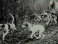 Foxhound Inglés - English Foxhound part 1