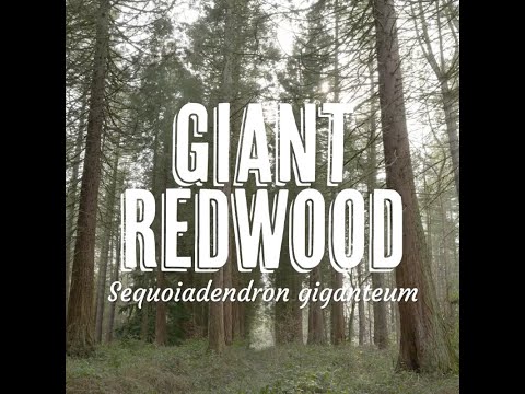 Tree Tuesday thumbnail 2