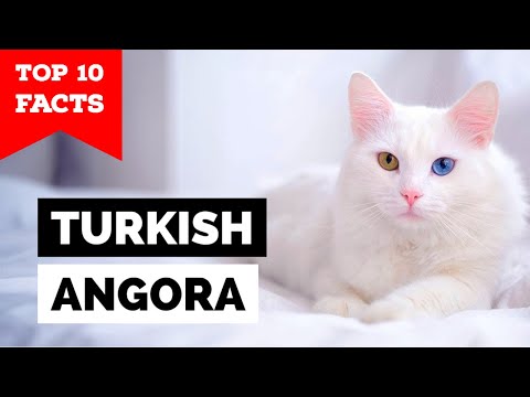 Turkish Angora - TOP 10 FACTS