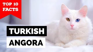 Turkish Angora - TOP 10 FACTS