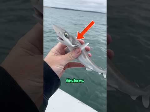 The most dangerous fishes in the world 🐟⚠️