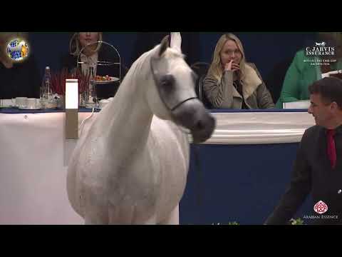 N 93 WADAD ZAMANI   40th All Nations Cup   Aachen 2024   Mares 11+ Yea