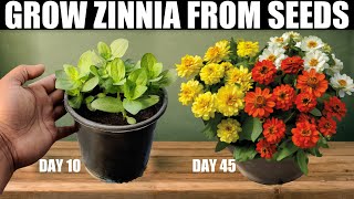 How To Grow Zinnia From Seeds | SEED TO FLOWER