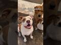 Dogs at daycare & their quirks - Pt. 2 ✨ #dogshorts #doglover #doggydaycare #tiktok #tiktoktrend