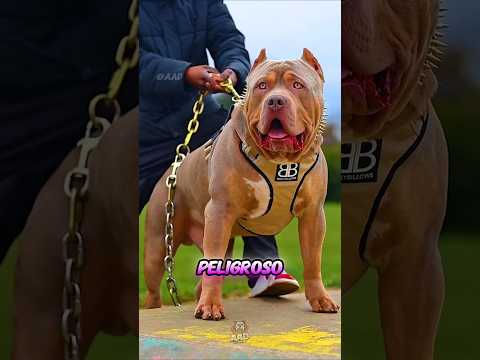 Kangal vs. Pitbull – Epic Fight of Strength! | Who Would Win? | Dangerous Dogs 😡👿