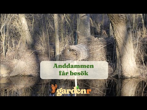 The mallard pond has visitors - Garden hacks with GardenR