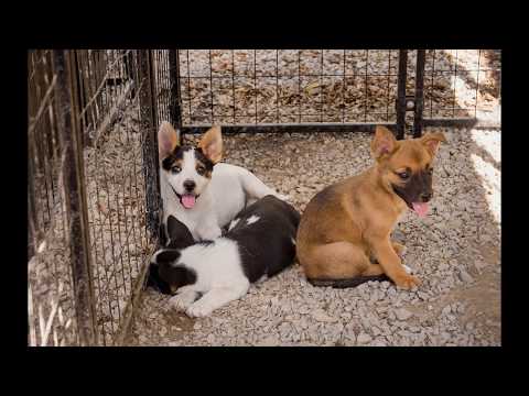 YouTube video about: Who let the dogs out belle fourche sd?