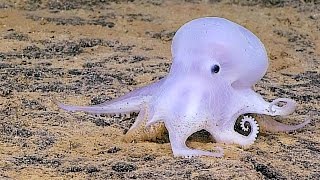 Meet The Cute New Ghost Octopus.