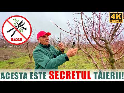 🌳✂️ When are fruit trees pruned? (apple, pear, cherry, plum, peach, etc.) 🌳❓