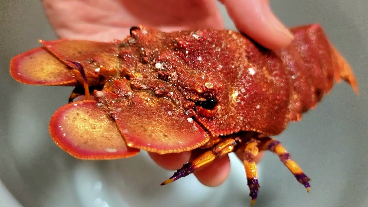 【ウサギの耳？】可愛いエビを飼ってみる