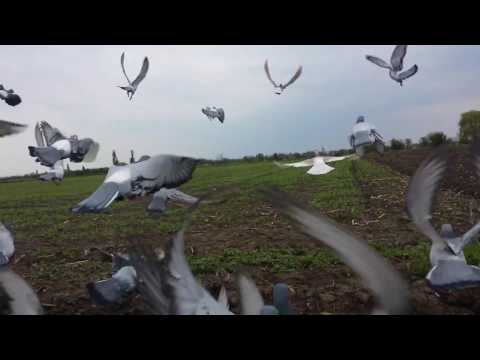 Lansare Glodeanu Silistea 23 Apr 2017