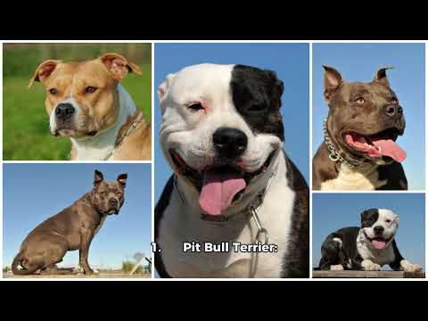 “Top 10 Most Dangerous Dog Breeds in the World | Watch Out!”⚠️