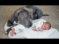 Pit Bull Protects Baby Compilation NEW