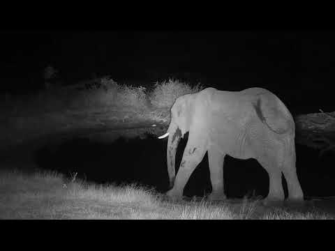 Djuma: Lone Elephant bull gets a quick drink at the pan - 19:12 - 04/04/19