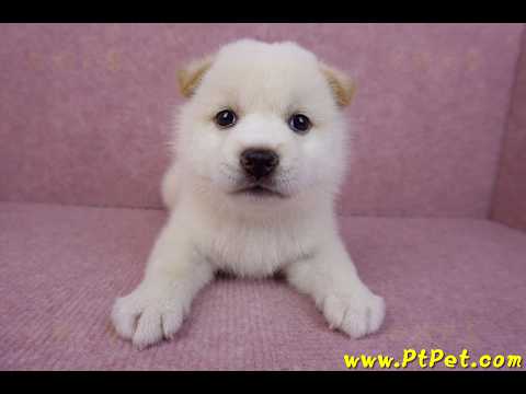 05/20白色柴犬公幼犬