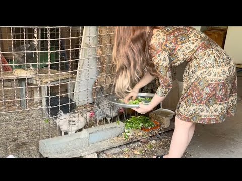 Simple Village Day | Feeding Chickens and Cats and Cooking a Stew with Fresh Walnuts