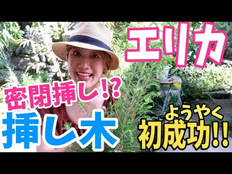 ヘザー、エリカ