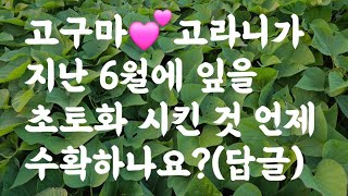 고구마
