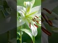 Geliebte Lilien. Meine schönsten Diven im Blumengarten
