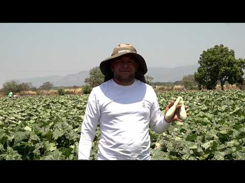 Productores de Sébaco proyectan exitoso ciclo agrícola de invierno