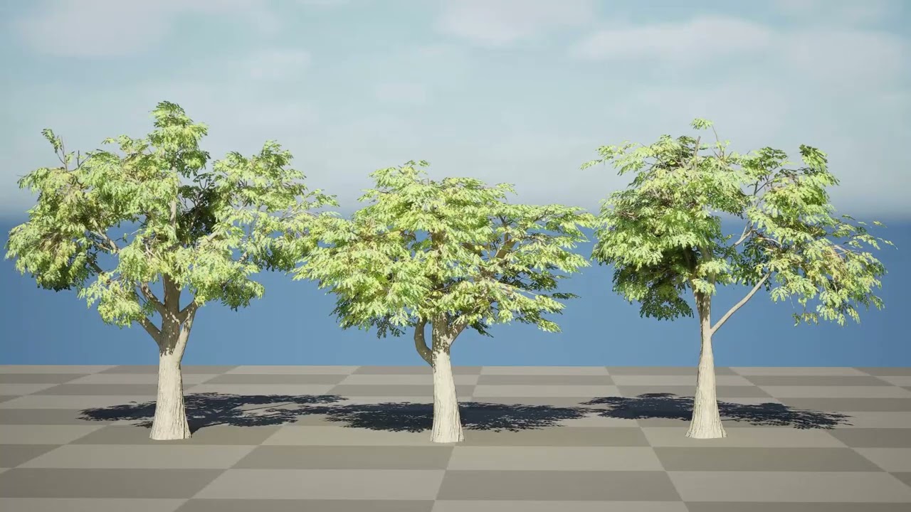 South African Mopane Tree 3D Model