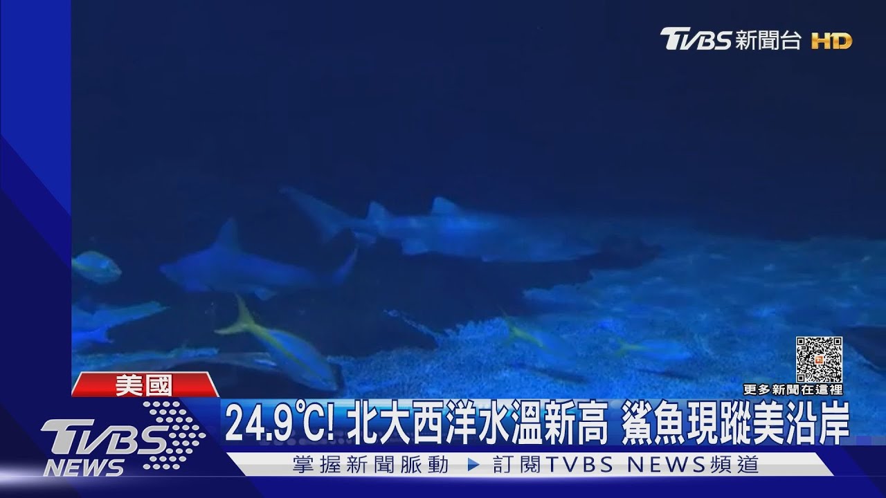 24.9℃北大西洋水溫創新高 影響鯊魚現蹤美國沿岸