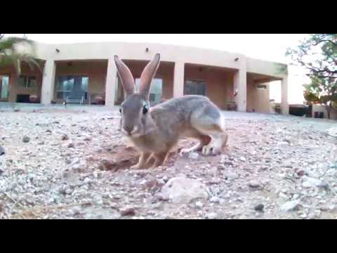 Desert rabbit bites camera - turns into zombie