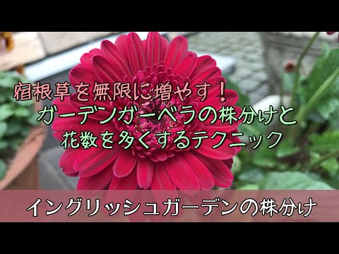 ガーベラの植え方は？雄大な花を育てるために知っておくべきことすべて  庭園