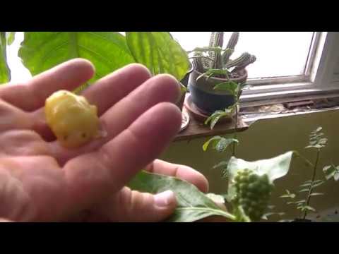 NONI FRUIT, taste test.
