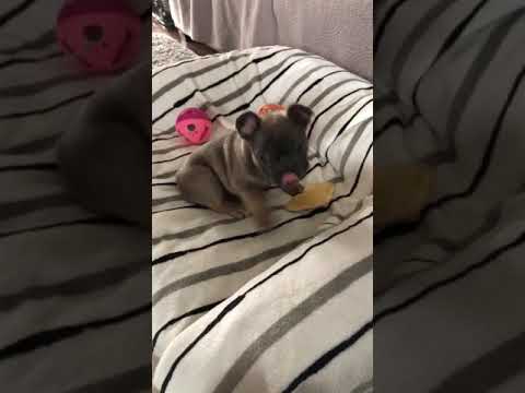 Available French Bulldog Puppy!
