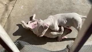 Bull Terrier Miniature Puppies Videos