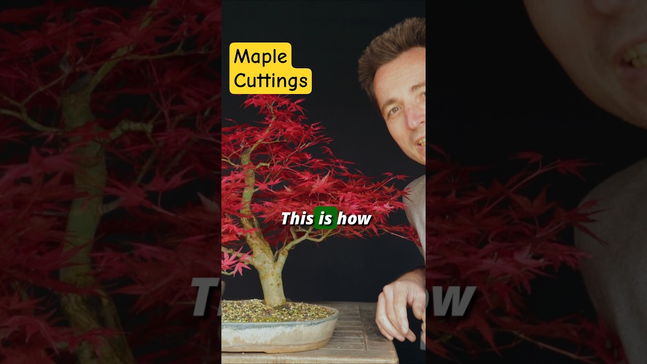 Rooting Japanese Maple Cuttings made easy