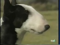 Bull Terrier - INFORMACION BULL TERRIER