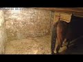 Horse Taking A Juicy Dump