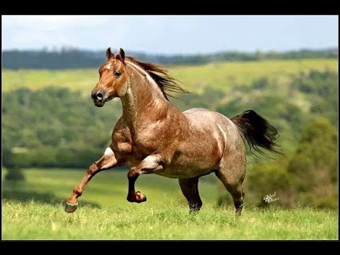 Conheça a raça do cavalo quarto de milha