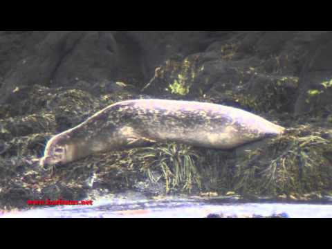 Foca Común ( Phoca vitulina ) Common Seal