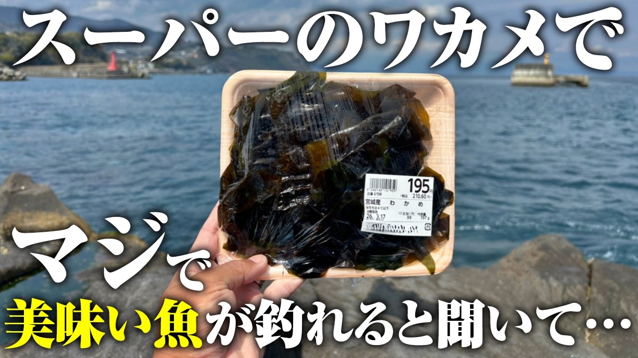 【衝撃】スーパーで買ったワカメ、釣り餌として成立。