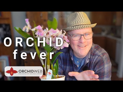 Spectacular Orchid Haul  (with a seed grown MASTERPIECE)