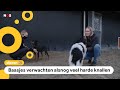 Ondanks vuurwerkverbod toch druk bij dierenpensions
