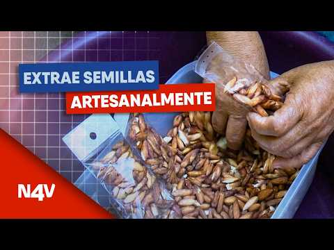 Extrae semillas artesanalmente | Noticias 4 Visión | El Salvador