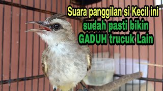 Download lagu suara panggilan trucukan gacor muda hutan ini Ampuh untuk trucuk Bakalan biar Gacor dan rajin bunyi mp3