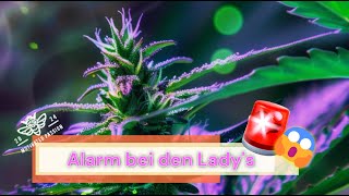 Alarm bei den Lady&#39;s - Blütewoche 2 - Stickstoffmangel - S03 F08 - Let&#39;s Test it