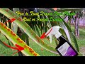 How to Treat Dragon Fruit -Rust'Infection or Fungal'Disease